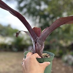 AECHMEA Farinosa var Discolor Bromeliad Plant