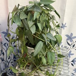 Cebu Blue Pothos
