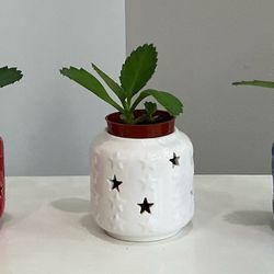 Live Baby Mother-of-Thousands in Red, White & Blue Ceramic Jars with Star Cutouts ($10 ea/ $25 all)