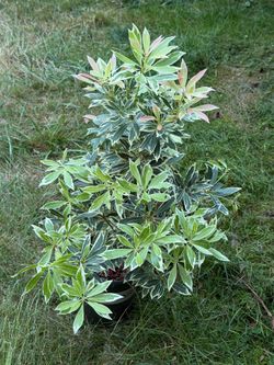 JAPANESE ANDROMEDA Pieris japonica variegated