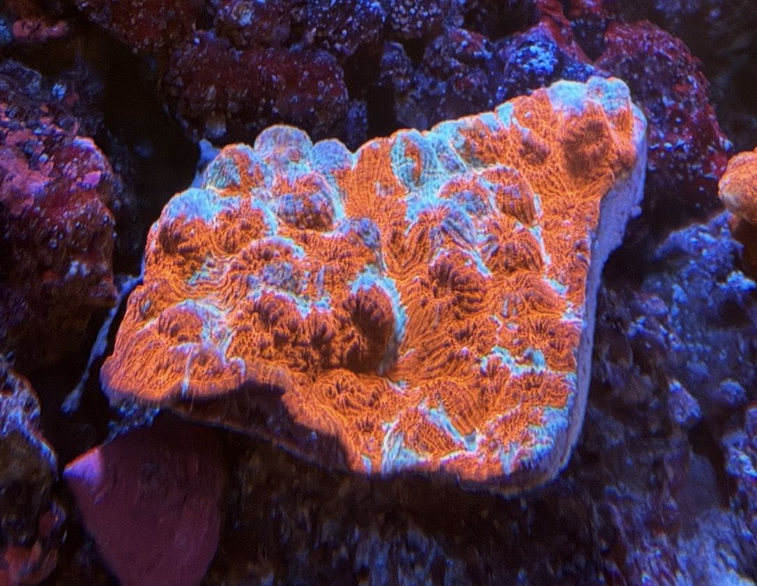 XL Blue/Red blended Color Chalice * Fake Saltwater Coral Decoration*