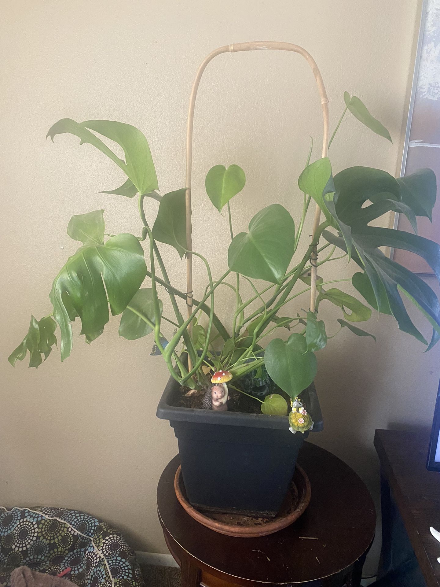 Monstera Plant Aka Swiss Cheese Plant