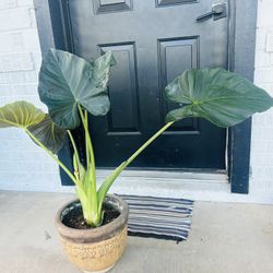 Plants for sale 