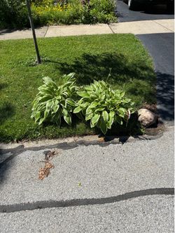 Free Hostas