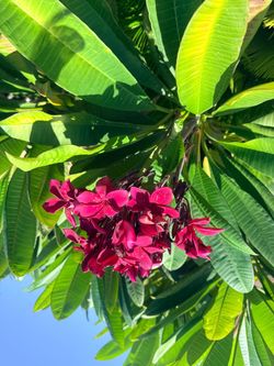 Plumerias