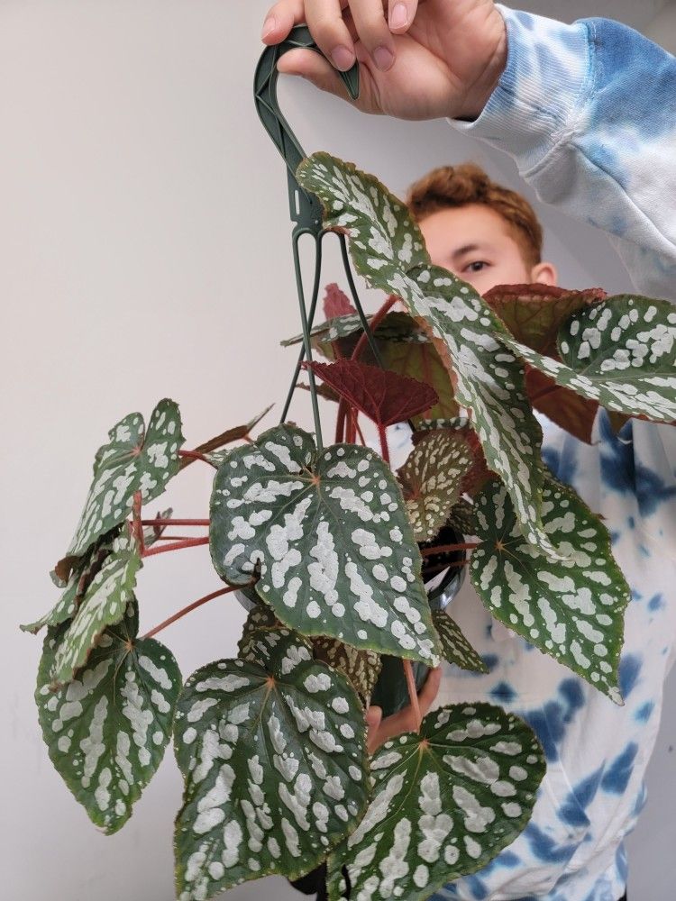 HUGE REX BEGONIA BETSY IRIDESCENT PLANT
