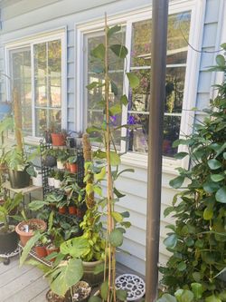 Hoya Kerii Heart 6 Feet Tall 