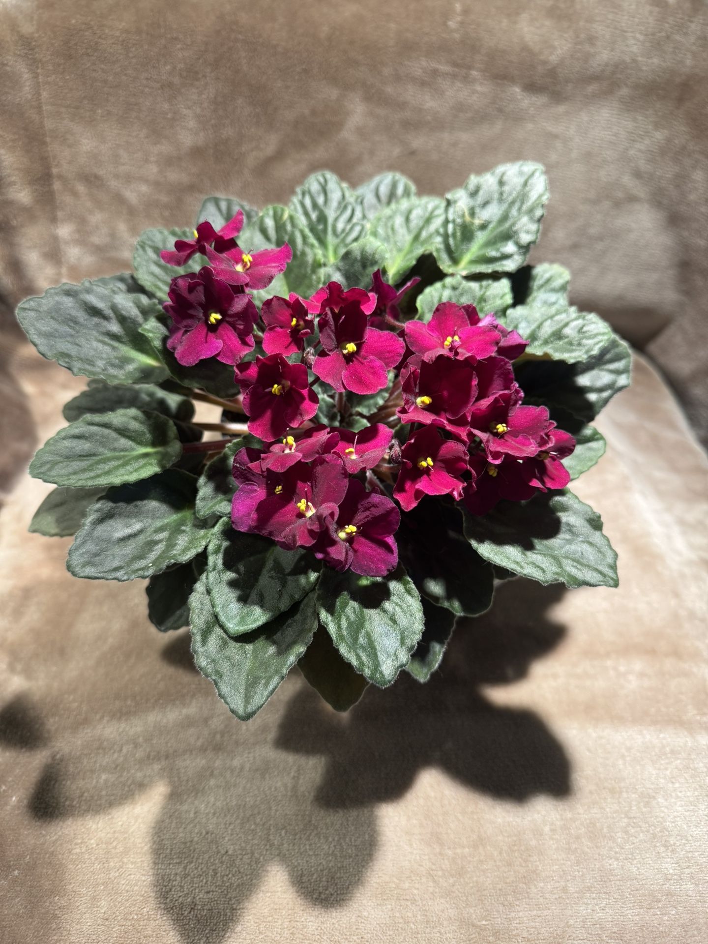 African Violet