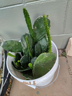 Cactus cuttings