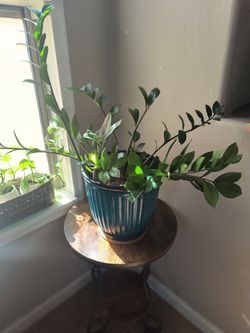 ZZ Plant