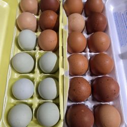 Farm Fresh Eggs