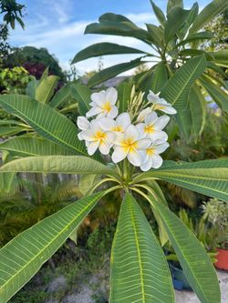 8’ Tall WHITE Flower Frangipani plumeria