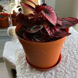 Red Begonia Starter House Plant
