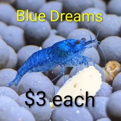Blue Dream Neocaridina Shrimp Decor