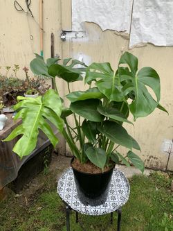 Indoor Monstera