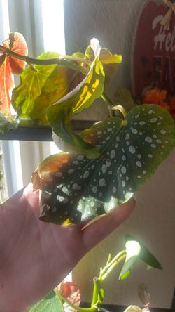 Begonia maculata prop