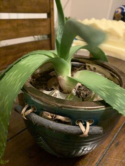 Aloe in nice blue ceramic pot