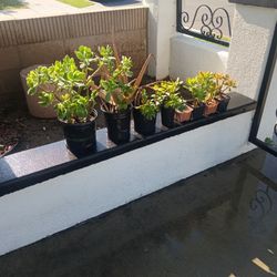 Plantas 