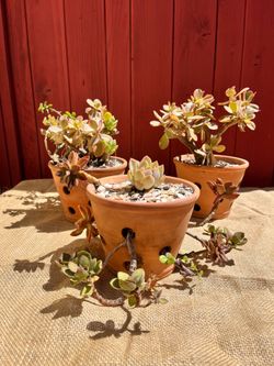 Mixed Succulent Arrangement in Decorative Planter– Pink Echeveria & Trailing Succulents