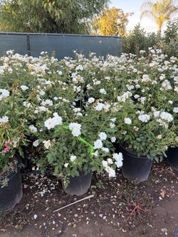 Roses 15 gal