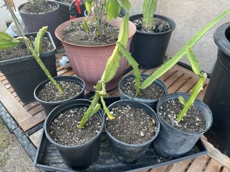 Dragon Fruit