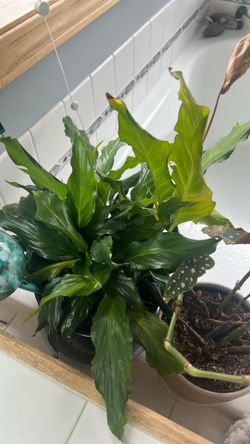 Peace lily  Plant