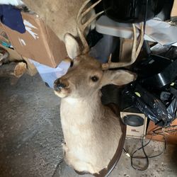 Taxidermy Deer!! $100 Or Make Me An Offer