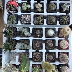 $5+ Cacti & Succulents; Lots of Desert Plants Starting at $5; Most Plants Under $20!