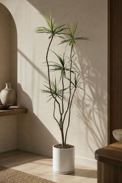 Dracaena marginata (Dragon Tree)