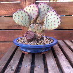 Succulent Cactus Purple Heart Pads