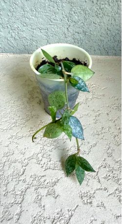 Hoya krohniana plant