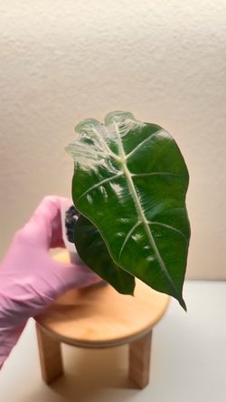 Alocasia Polly #12