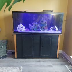 Fish Tank 