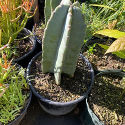 Cactus California