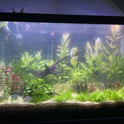 Fish Tank/ Aquatic Plants