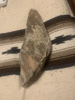 Petrified Wood