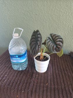 Alocasia cuprea, commonly known as the Mirror Plant or Alocasia 'Red Secret