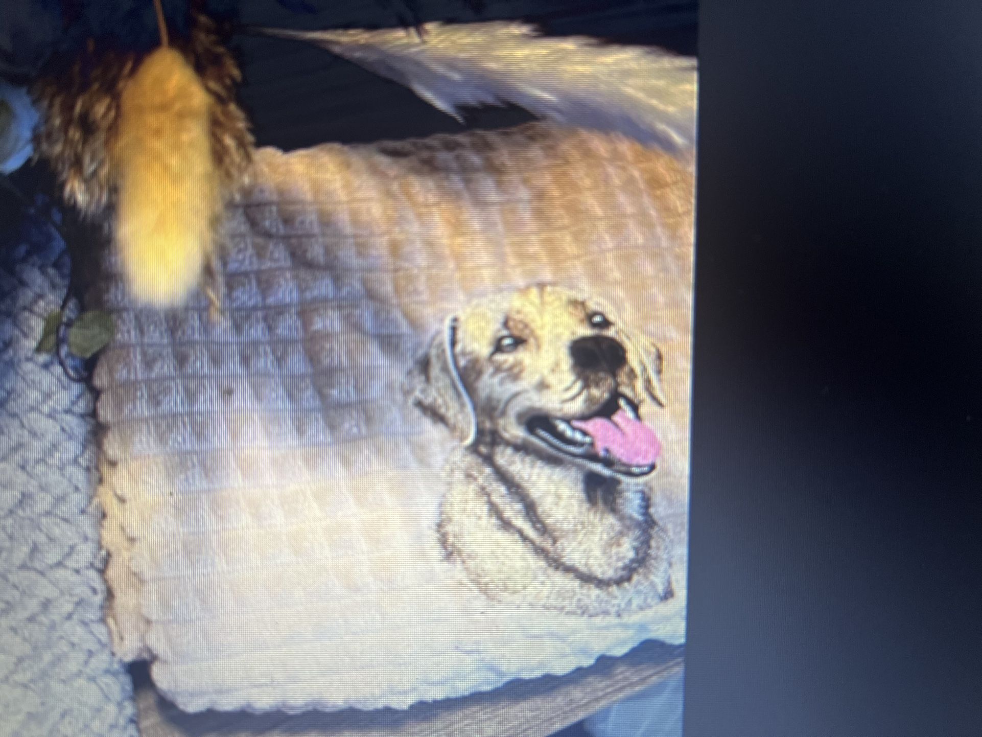 Doggie Blankets/beds