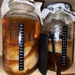 SCOBY Kombucha Starter