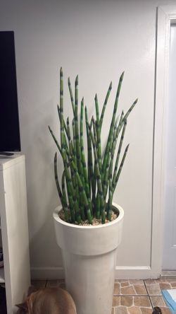 Pata