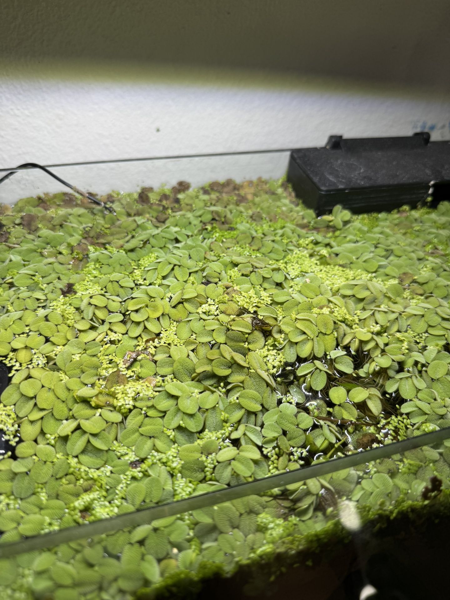 Aquatic Plants
