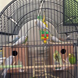 Bird Cage 