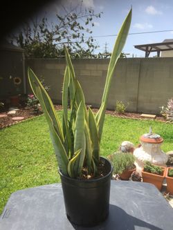 Sanseveria 2 Gallon Plant