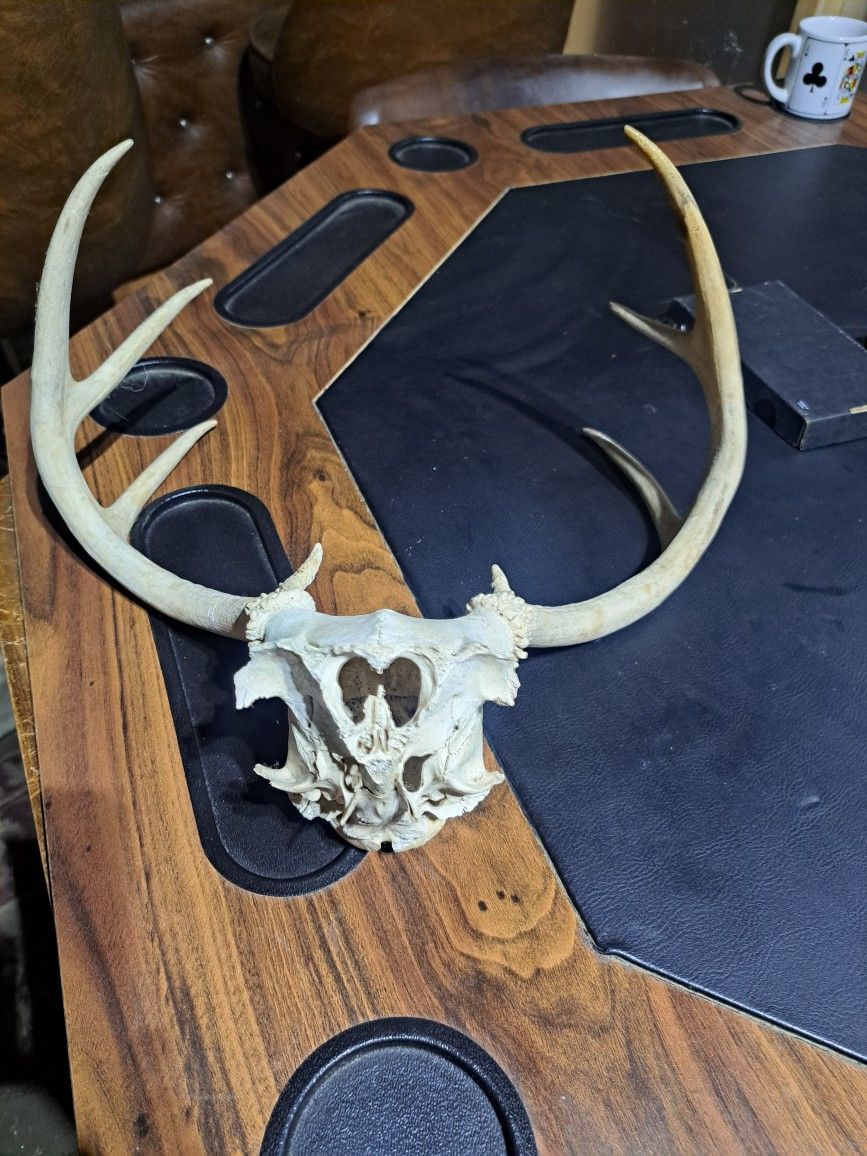 STEER ANIMAL SKULL