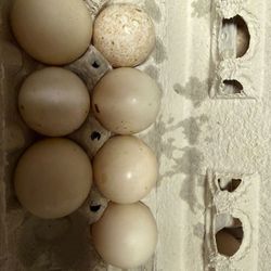 Duck eggs
