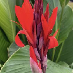 Canna Plant