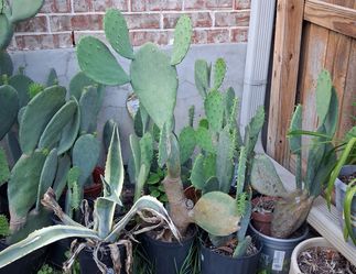 Spineless Prickly Pear Plants