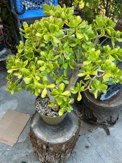 Succulents de jade