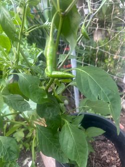 plantas de chile pikin mexicano