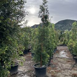 Brazilian Podocarpus  Tree